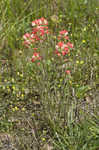 Entireleaf Indian paintbrush